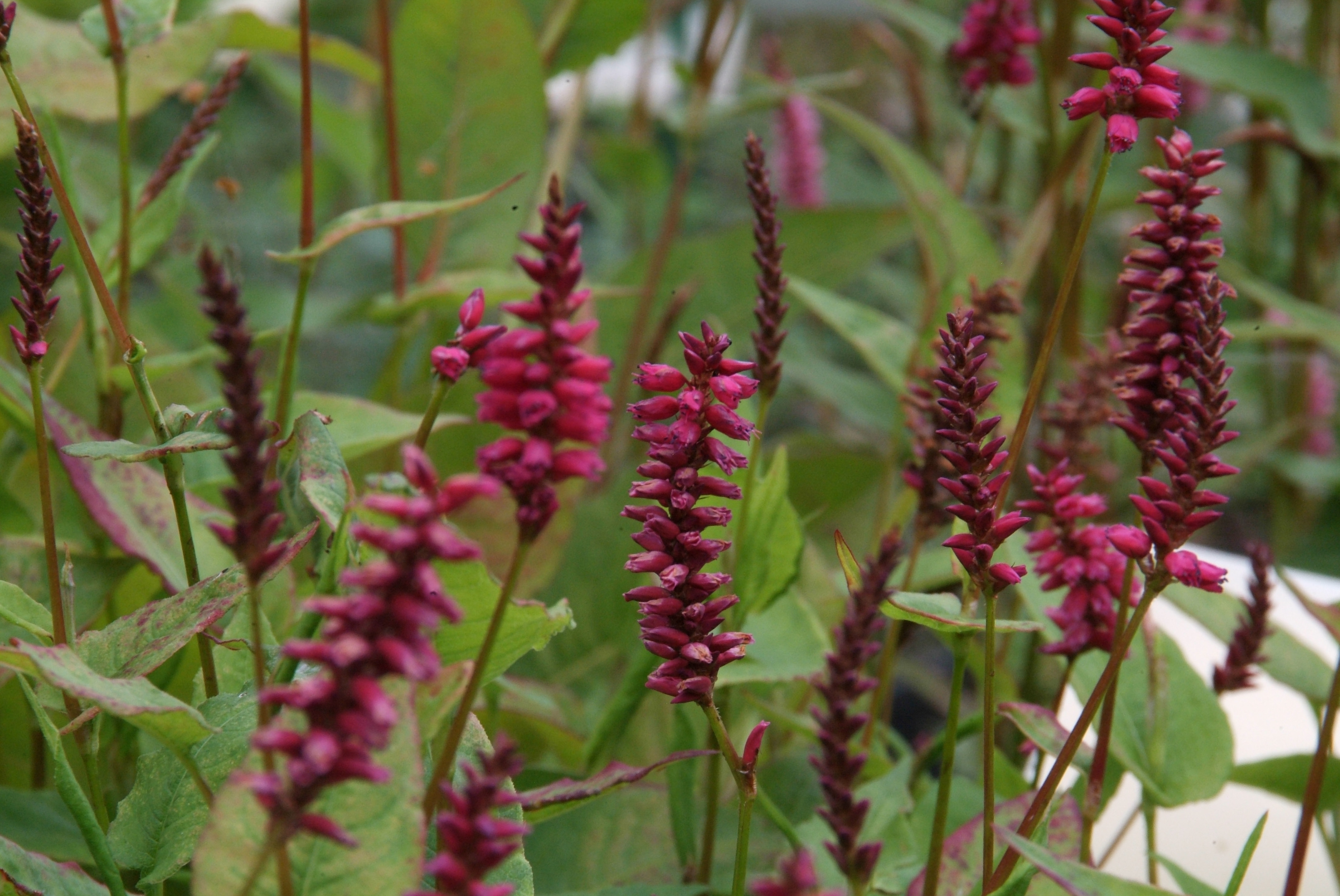 Persicaria amplexicaulis 'Inverleith'Duizendknoop bestellen